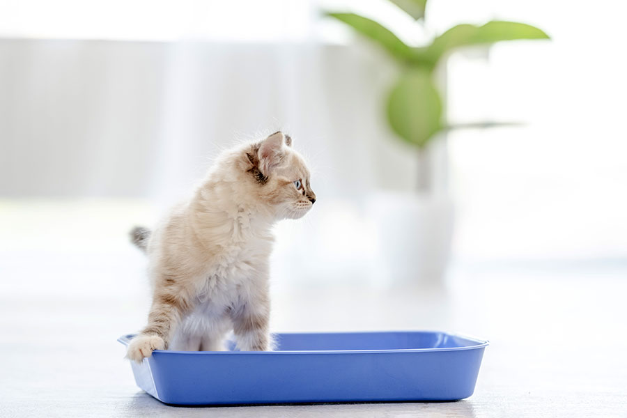 Why Is My Litter Boxed Trained House Cat Suddenly Peeing In My House Plants?