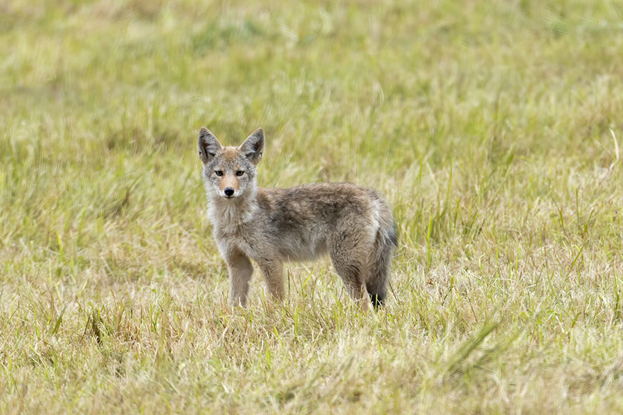 Tips To Keep Your Pets Safe From Coyotes