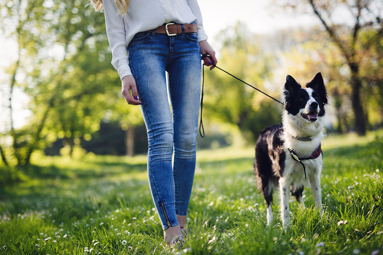Dog Walking - The Pet Sitter OC
