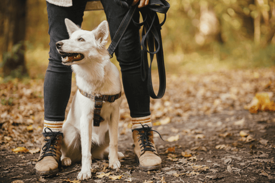 The 20 Best Dog Walking and Hiking Trails in South Orange County