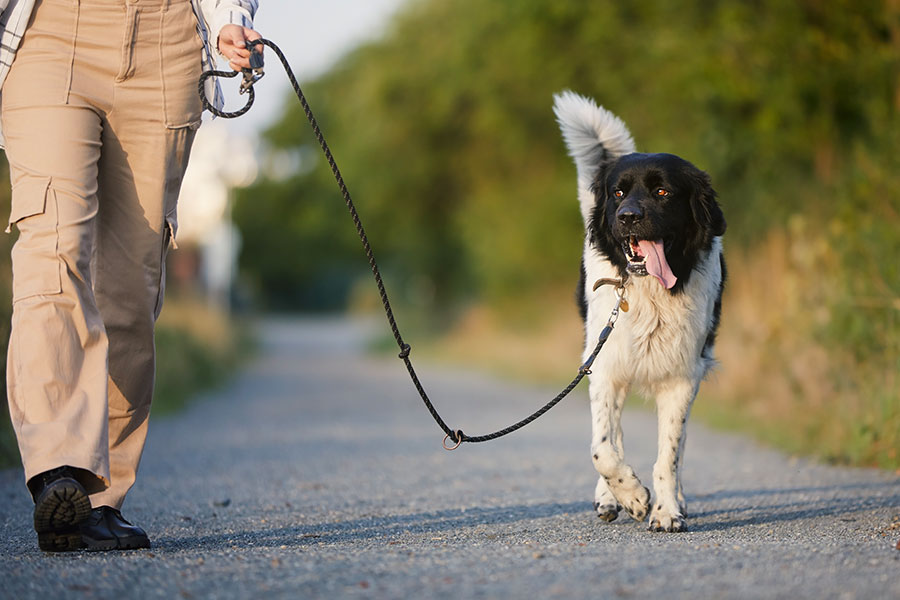 Why Being Present on Dog Walks Makes a Difference